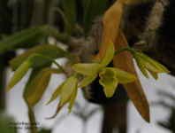 DendrobSenile689.jpg