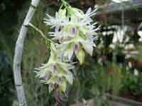 DendrobiumAmethystogloPhH_8.jpg