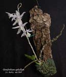 DendrobiumAphyllum182.jpg