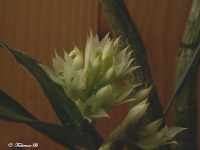 DendrobiumCapituliflorumFB2.jpg