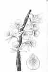 DendrobiumCretaceum1847.jpg