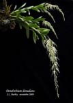DendrobiumDenudans560.jpg