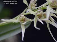 DendrobiumDenudans567.jpg