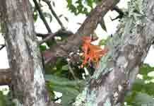 DendrobiumLamyaiaePBtInSitu.jpg
