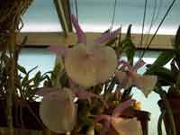 DendrobiumPrimulinumCL.jpg