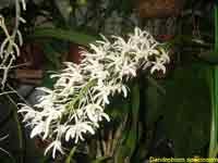 DendrobiumSpeciosumSV.jpg