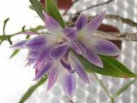 DendrobiumVictoriaReginaeFS.jpg