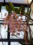 Dendrobium_amabilebrAL.jpg