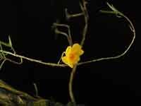 Dendrobium_hancockii_JA2.jpg
