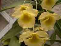 Dendrobium_lindleyi_fleur.jpg