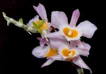 Dendrobium_loddigesiiAMG.jpg