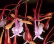 EpidendrumCapricornuLG.jpg