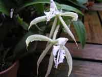 EpidendrumCiliareFS.jpg