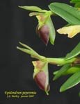EpidendrumPeperomia254.jpg