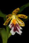 EpidendrumWallisiiLG.jpg