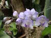 Acacallis_cyanea.jpg