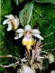 AckermaniaCornutaOrchidoman.jpg