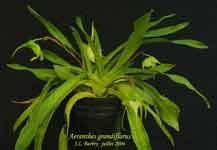 AeranthesGrandiflorus670.jpg