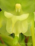 AeranthesGrandiflorus676.jpg