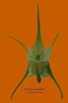Aeranthes_orange.jpg