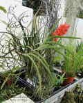 AscocentrumCurvifolium585.jpg