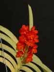 AscocentrumCurvifoliumAMG.jpg