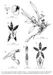 epidendroides