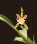 Aspasia_variegata.jpg