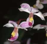 shoemakeri