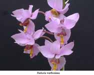 BarkeriaWarthoniana01.jpg