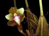 calcarata