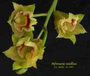 vitellina