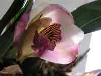 Bifrenaria_harrisoniae1.jpg