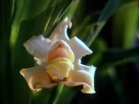 whitei