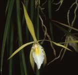 BrassavolaMartianaLG.jpg