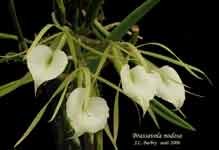 nodosa