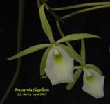 Brassavola_flagellaris_1669.jpg