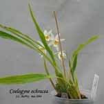C.ochracea_08.jpg