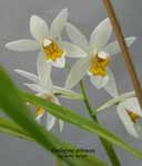 C.ochracea_09.jpg
