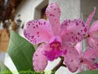 amethystoglossa