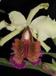 dowiana var. aurea