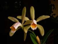 forbesii