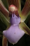 heteroclita