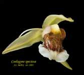 CoelSpeciosa691.jpg