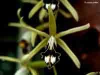 pulverula