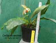 Coel_speciosa_697.jpg