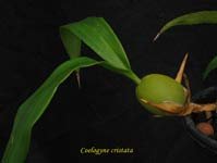 CoelogCristata090.jpg