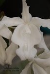 CoelogyneCristata047.jpg