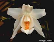cristata