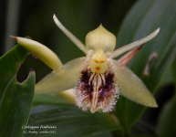 fimbriata